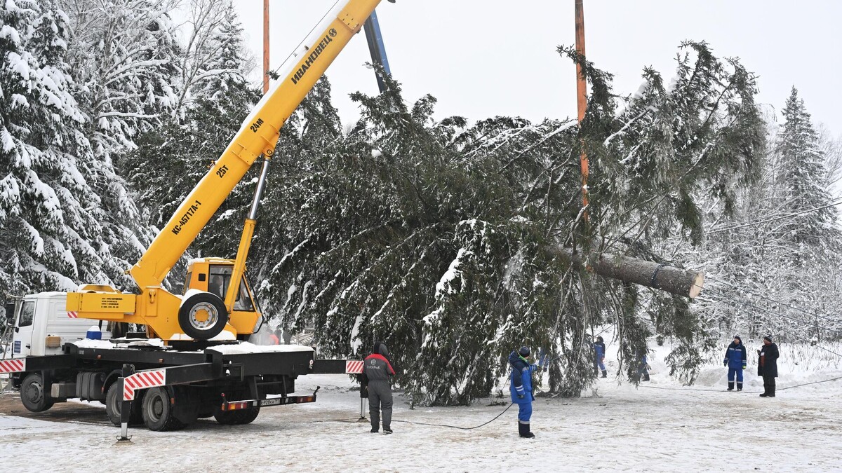 Ель должна соответствовать строгим критериям: возраст (обычно 80-100 лет), высота (около 25-30 метров), диаметр ствола (примерно 60-70 см), размах ветвей (до 10 метров), обладать идеальной пирамидальной формой и равномерной окраской хвои, а также быть здоровой, без повреждений.