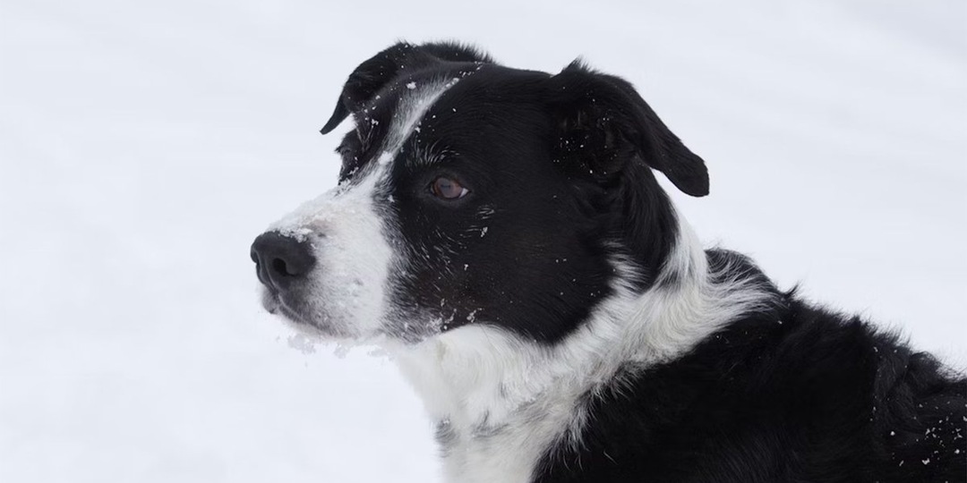 Не оставаться в стороне: россиян призвали помочь бездомным животным с наступлением холодов