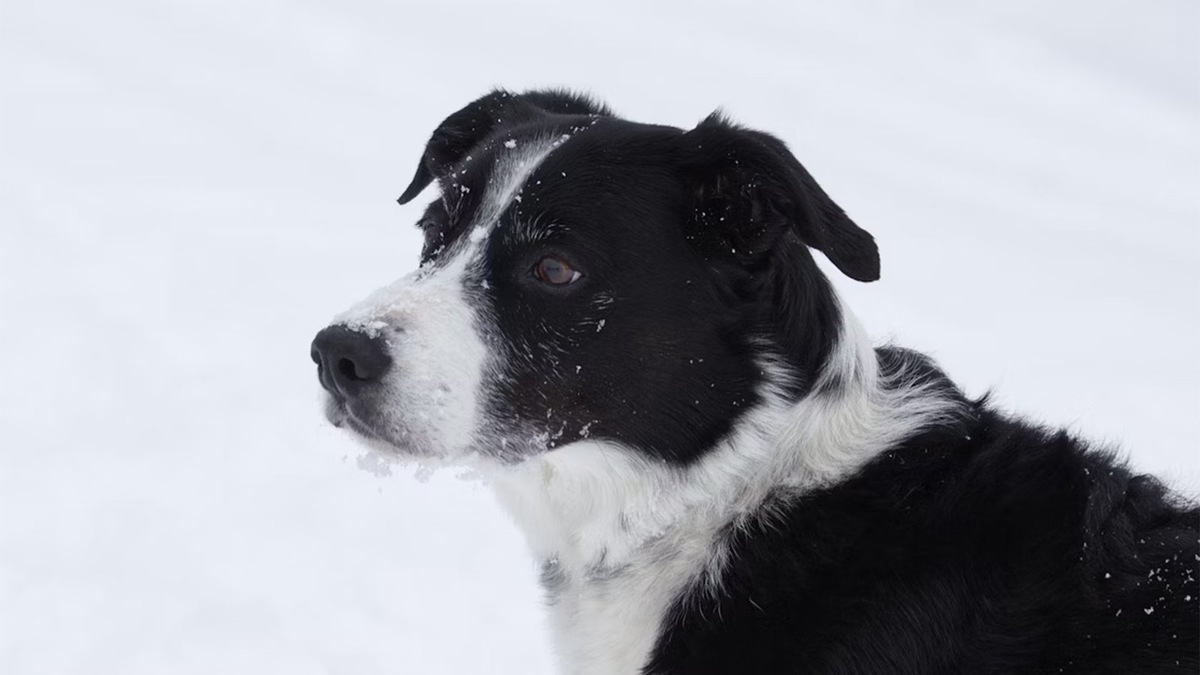    Зимние морозы угрожают жизни бездомных животных