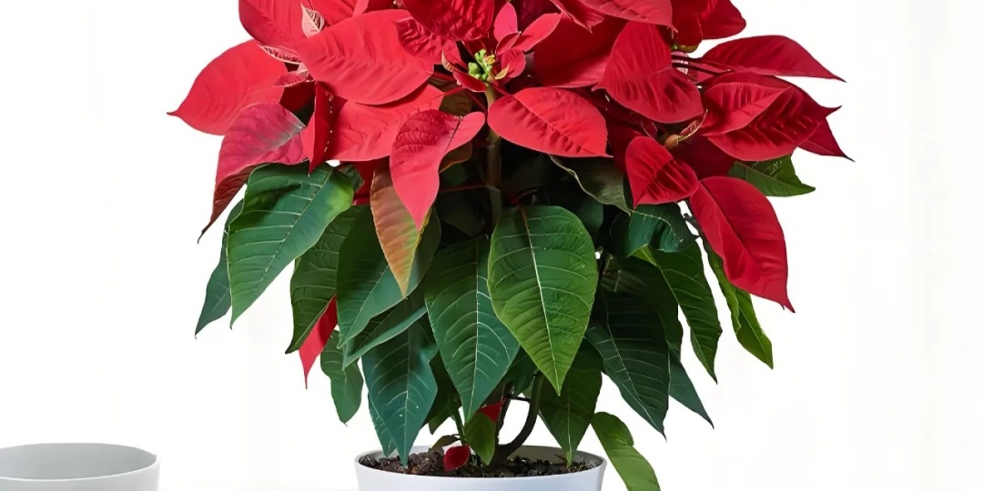 Пуансеттия: как сохранить рождественскую звезду и после праздников