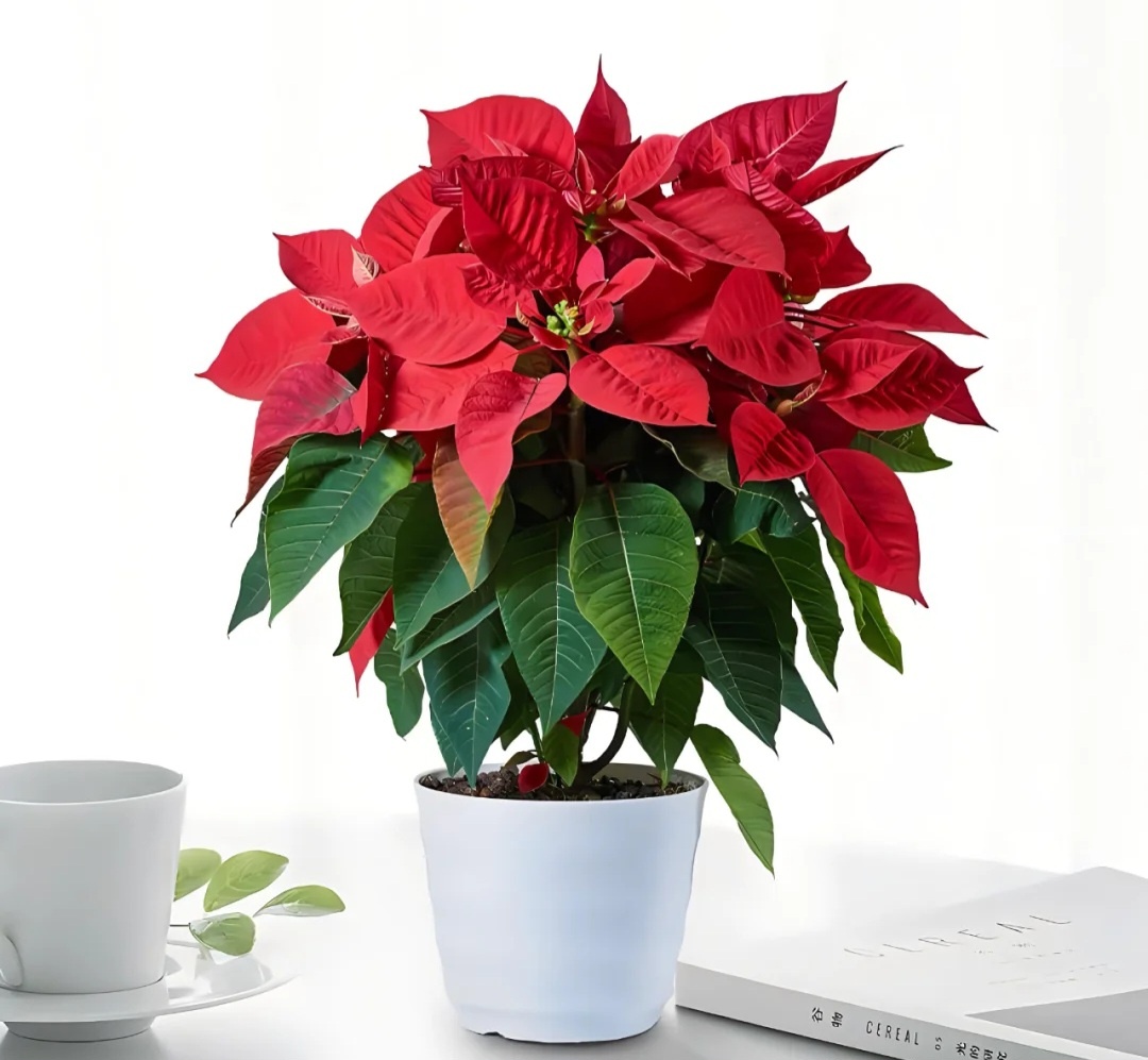 пуансеттия в домашних условиях