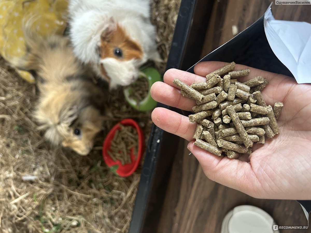 Источник: irecommend.ru