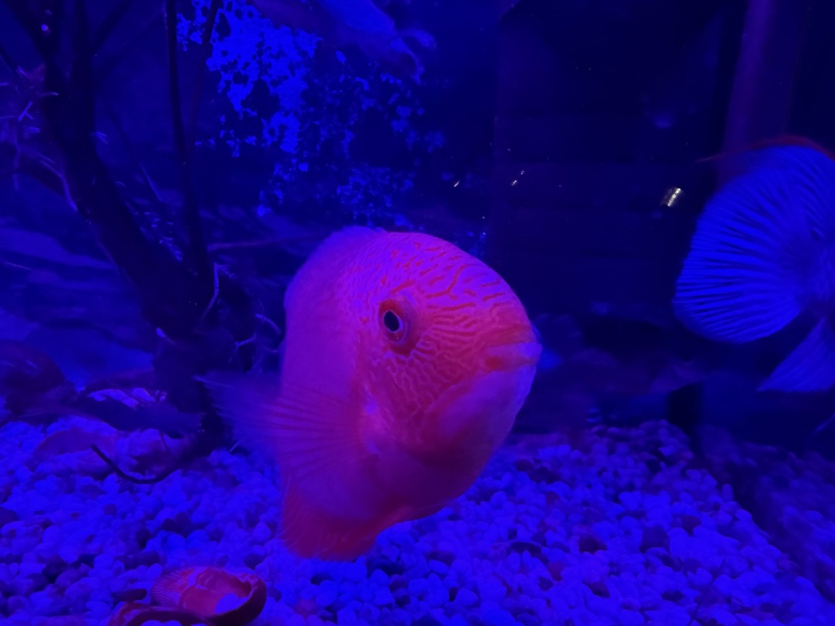 Героиня дня