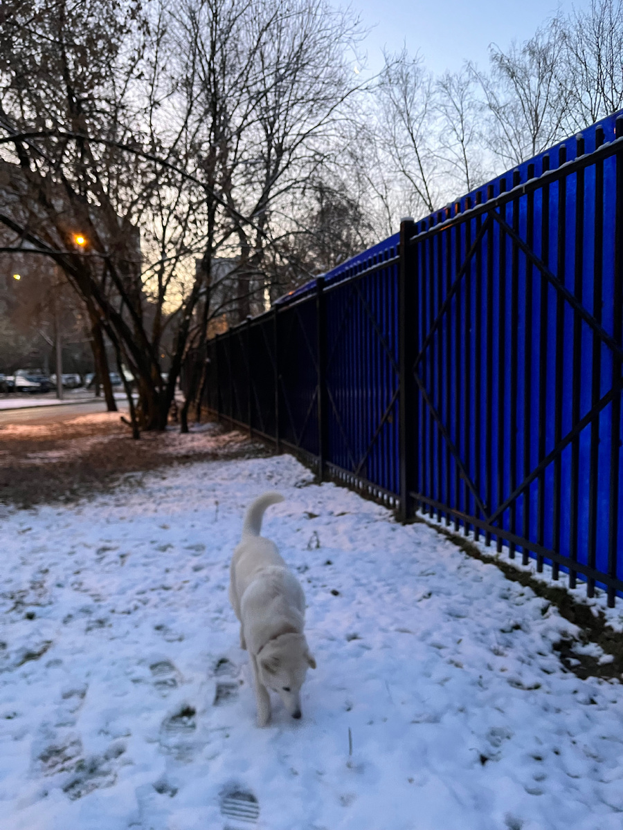 Альба любит снег