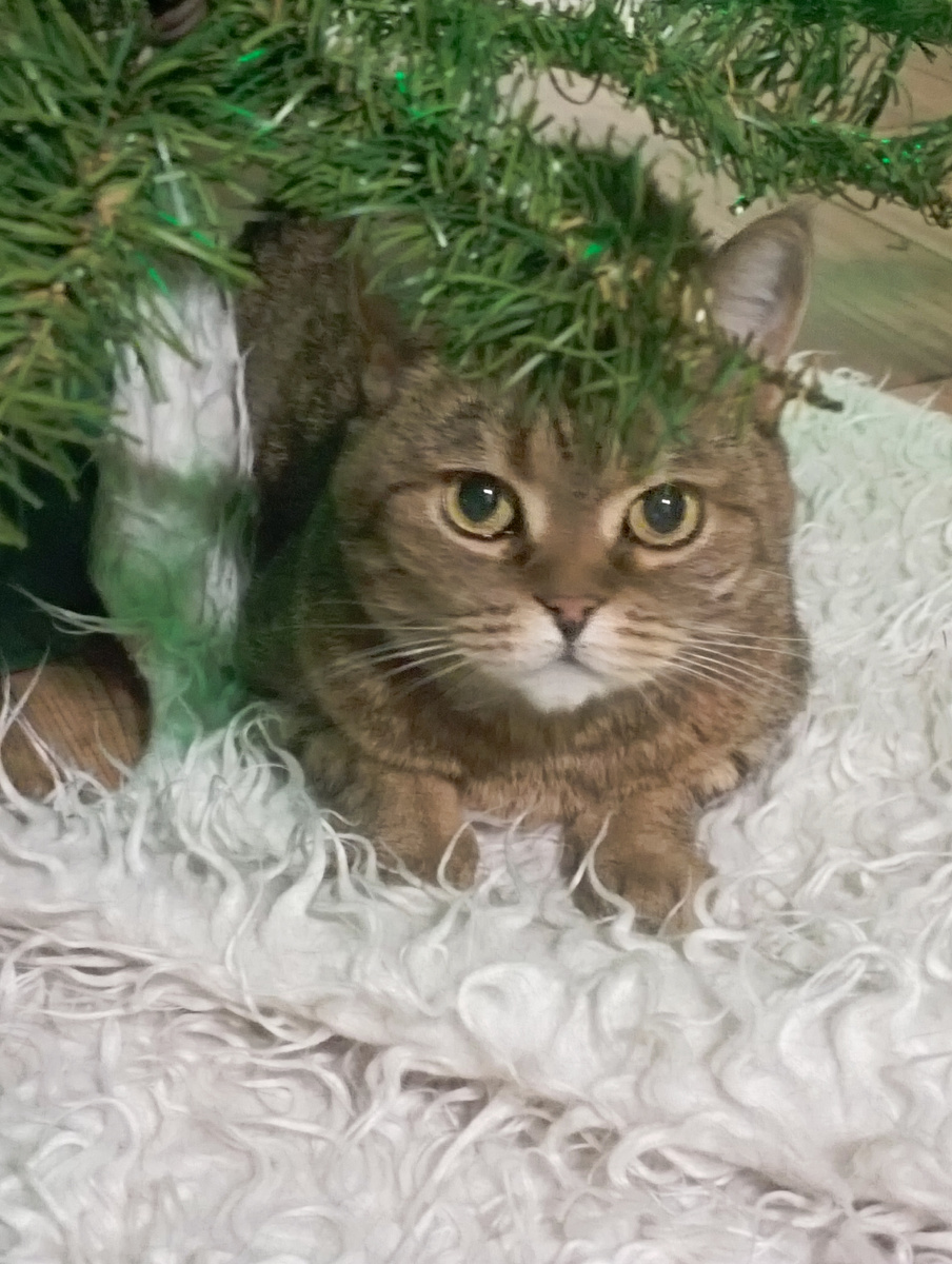 Теперь она облюбовала место под ёлочкой. 