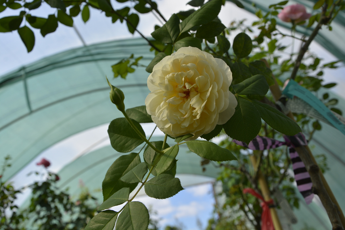 Розы в питомнике Краснолесье