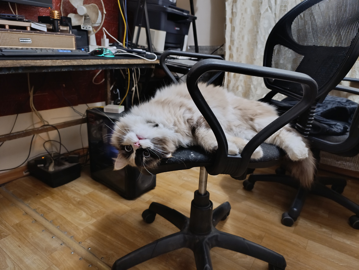 Манюня. Помощница и вдохновитель :-) делим кресло в кабинете :-)