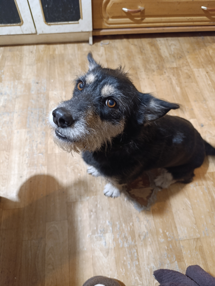 Хапа - собака приносящая счастье.