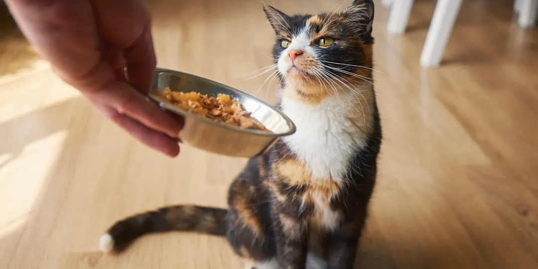 😾Почему кошка вылизывает желе и подлив из корма, но не ест кусочки мяса?