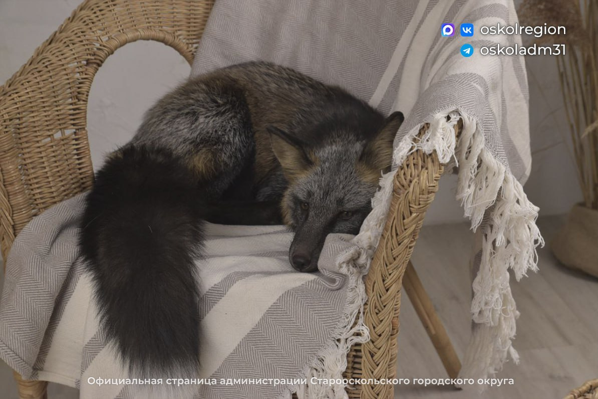 Фото: Администрация Старооскольского городского округа