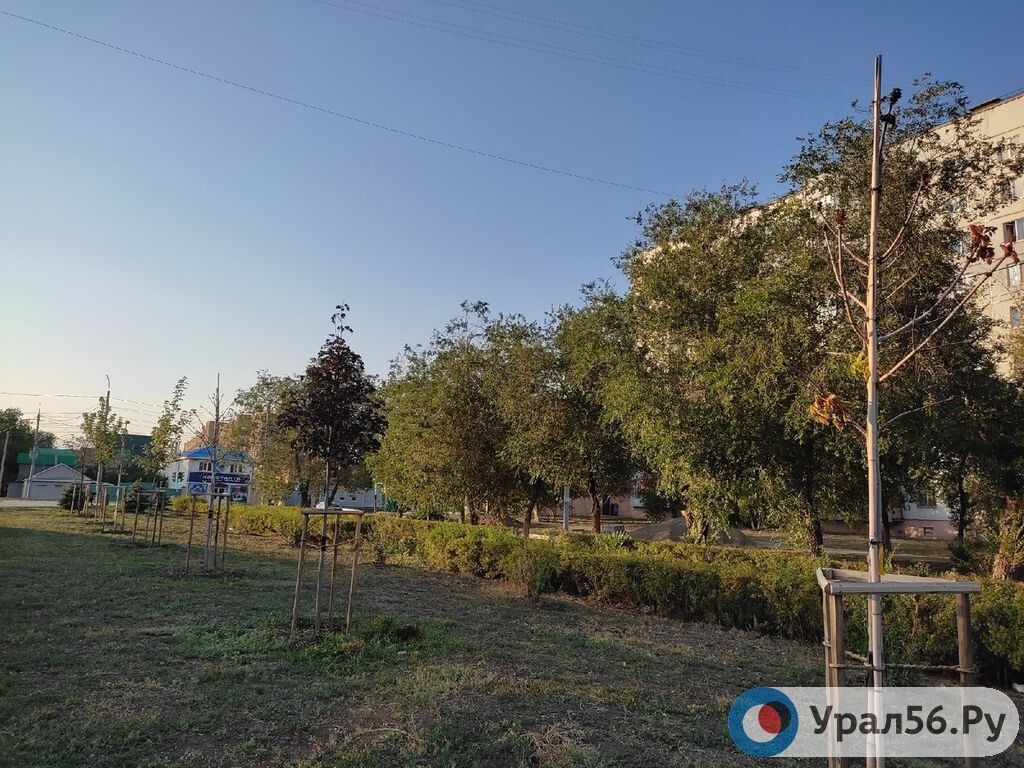    В Бузулуке мужчина ударил подростка из-за вишни, свисающей на тротуар