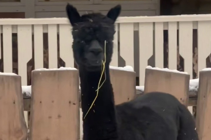    Кадр из видео Новосибирского зоопарка