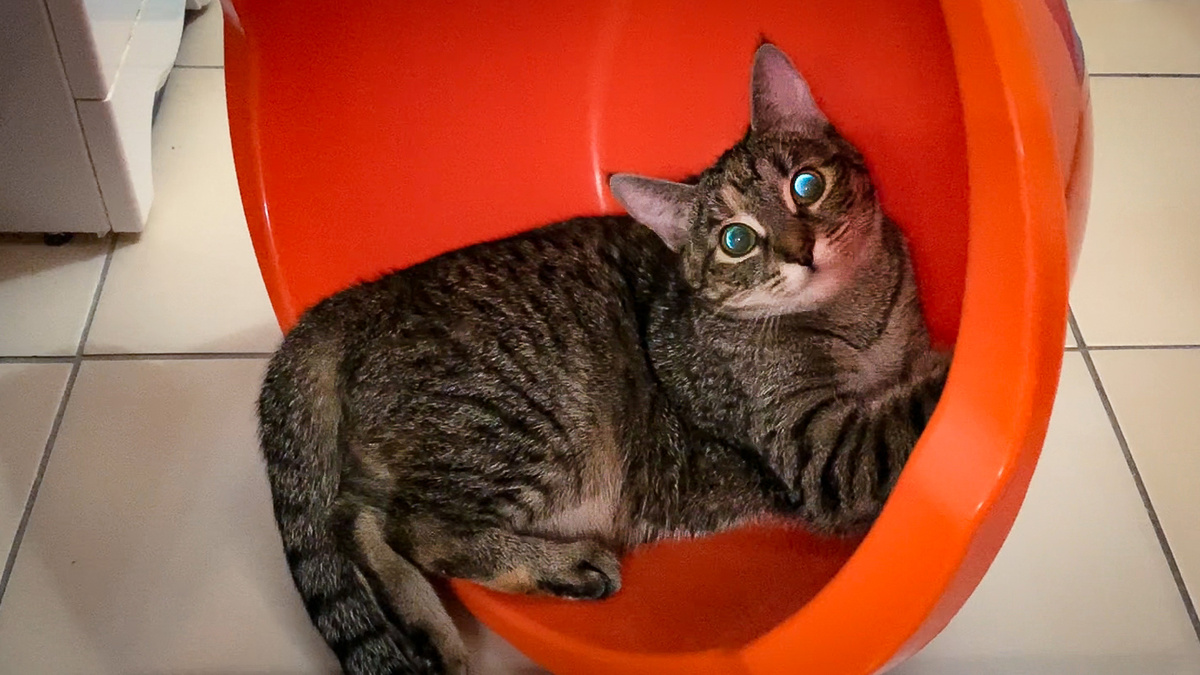 Тазик она себе быстро присвоила