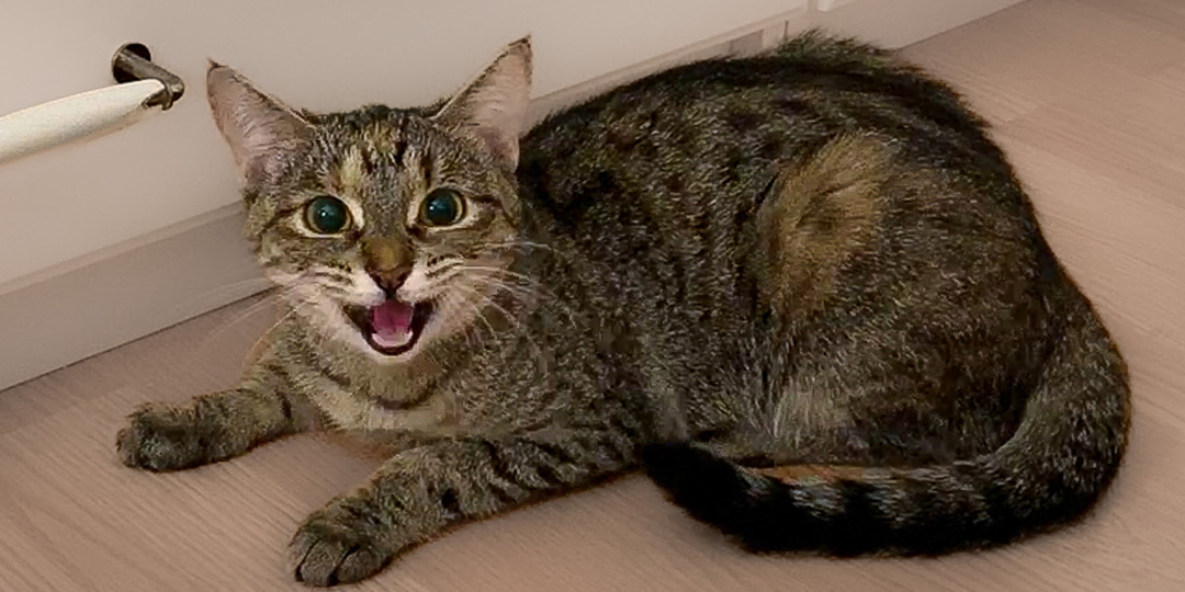 Кошка разбудила нас в 5 утра диким мяуканьем. Когда я вышла в коридор, онемела
