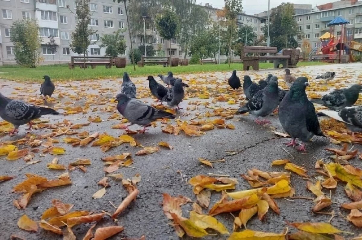    Ноябрьское тепло в Туле едва не дотянуло до нового температурного рекорда