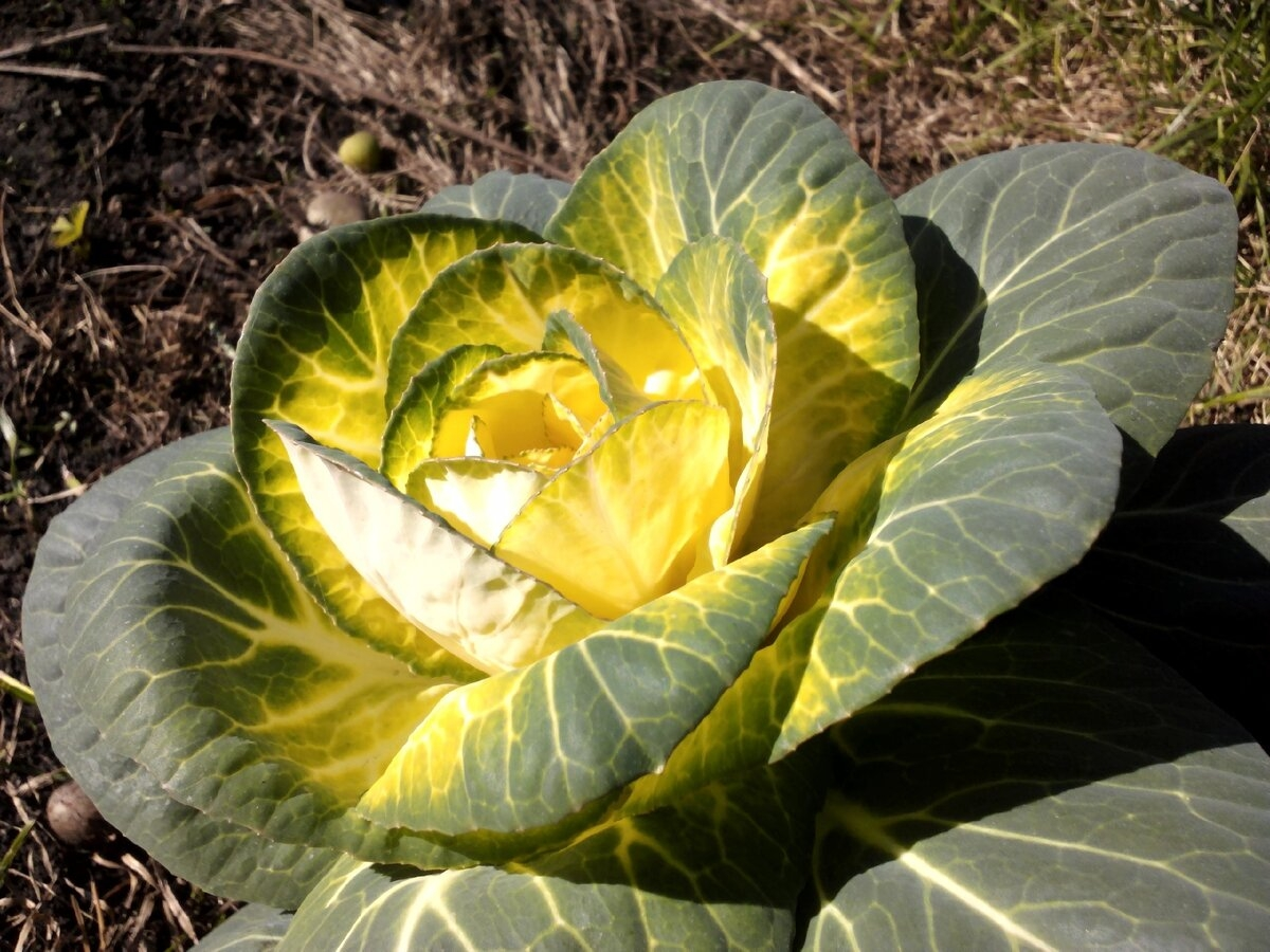 Декоративная капуста Сан Райз, фото автора
