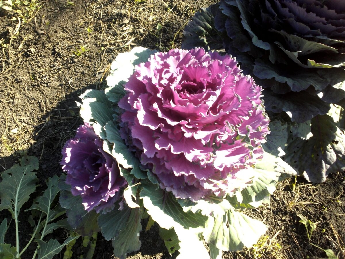 Декоративная капуста сорта Пурпурный голубь, фото автора
