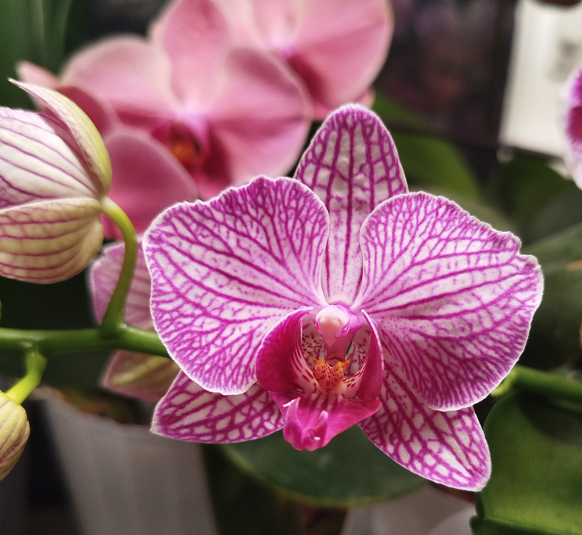 Первые цветы Vallley buzz