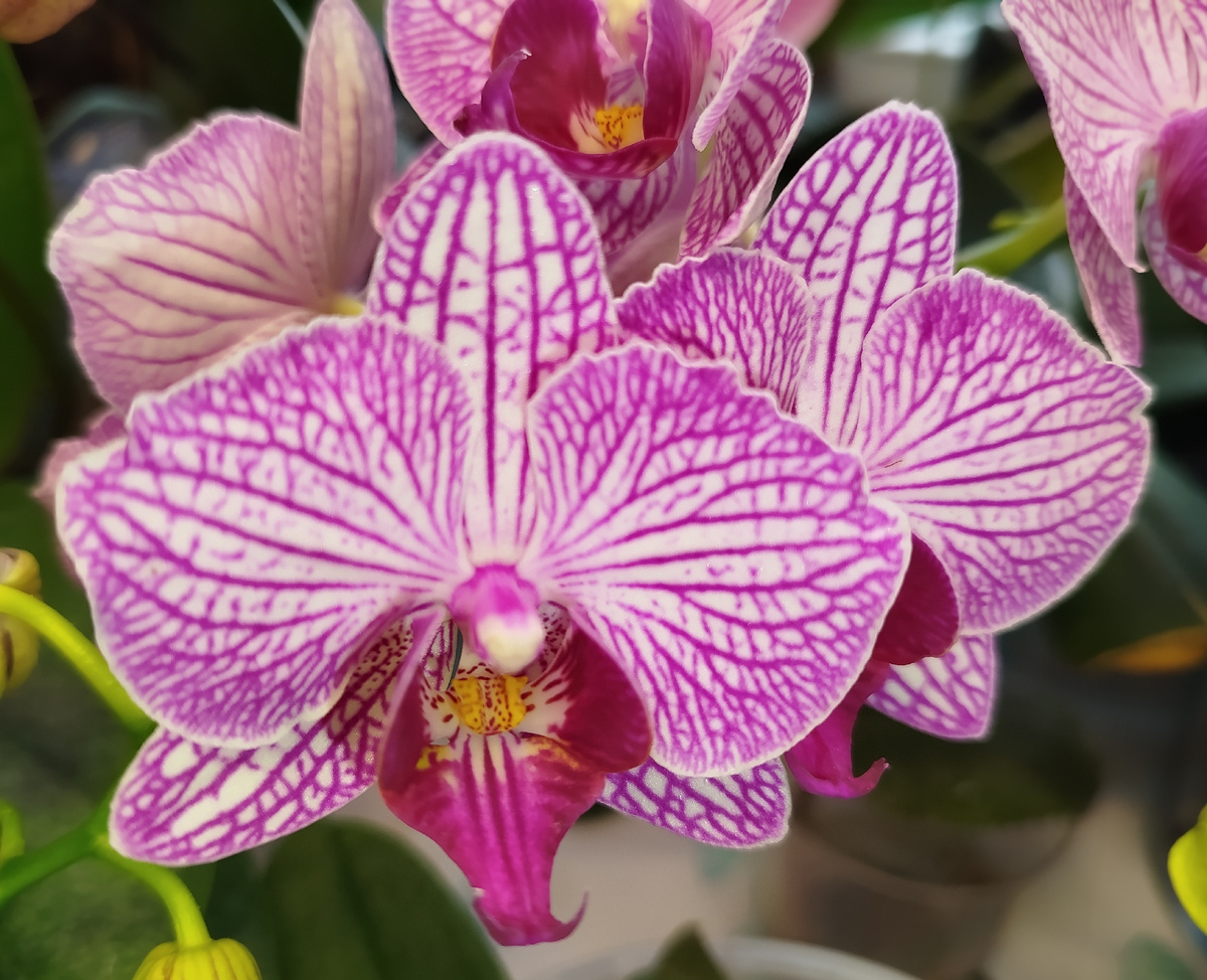 Фото: Начало роспуска Valley buzz