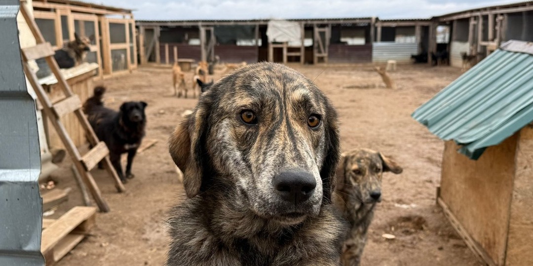 Их дом снесут бульдозером: приют для собак-инвалидов в Волгоградской области остался без земли