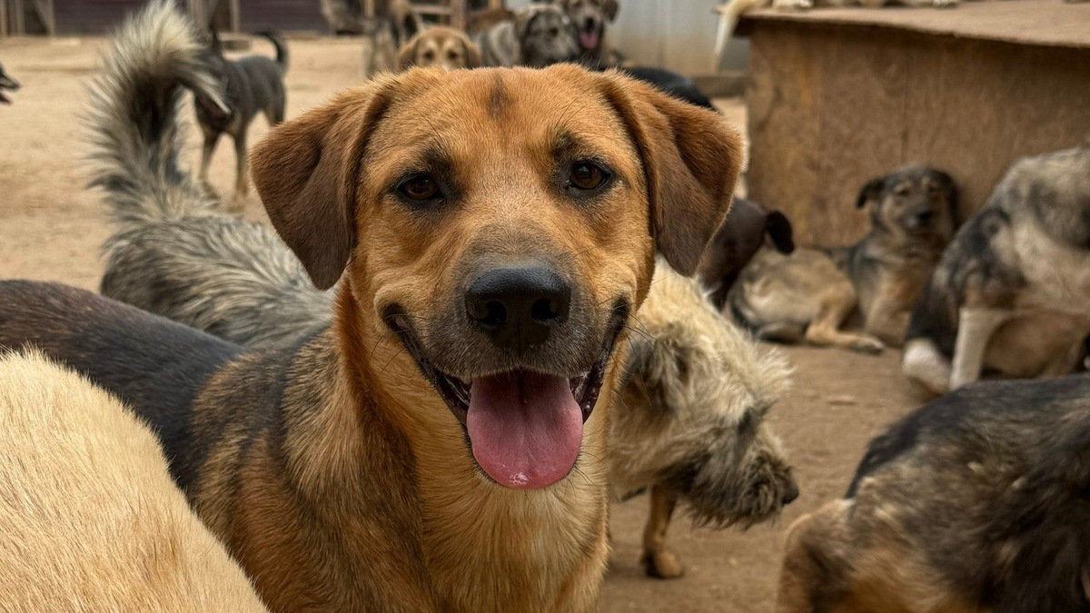    Приюту еще предстоит столкнуться с многими трудностями