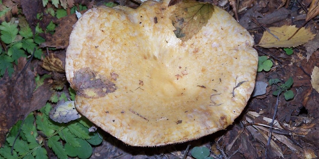 Груздь собачий - житель северных лесов!