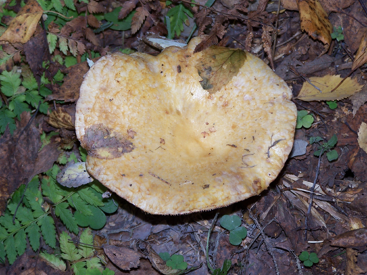 Груздь лиловеющий (синеющий) - Lactarius repraesentaneus.