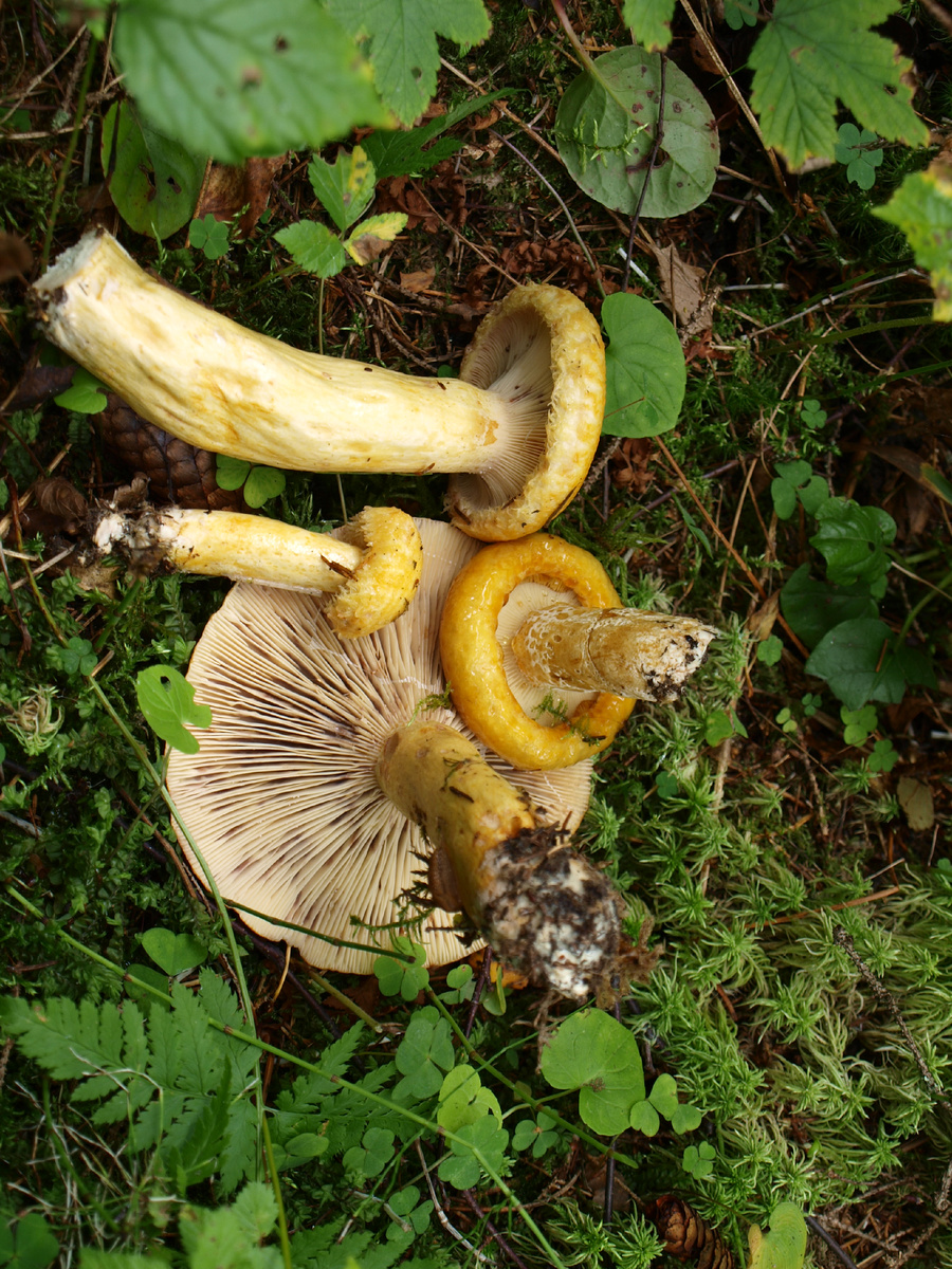 Груздь лиловеющий (синеющий) - Lactarius repraesentaneus