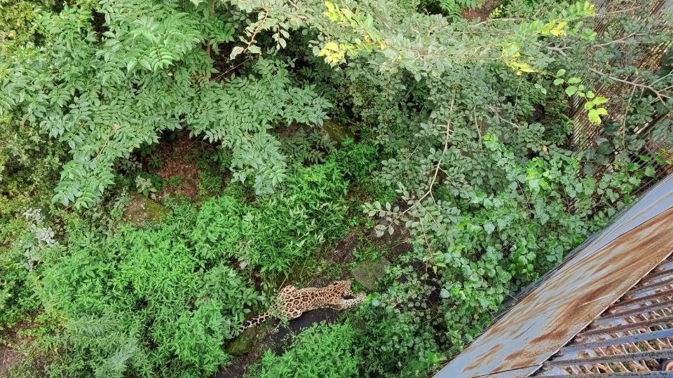 Что посмотреть в окрестностях Владивостока: Приморский сафари-парк