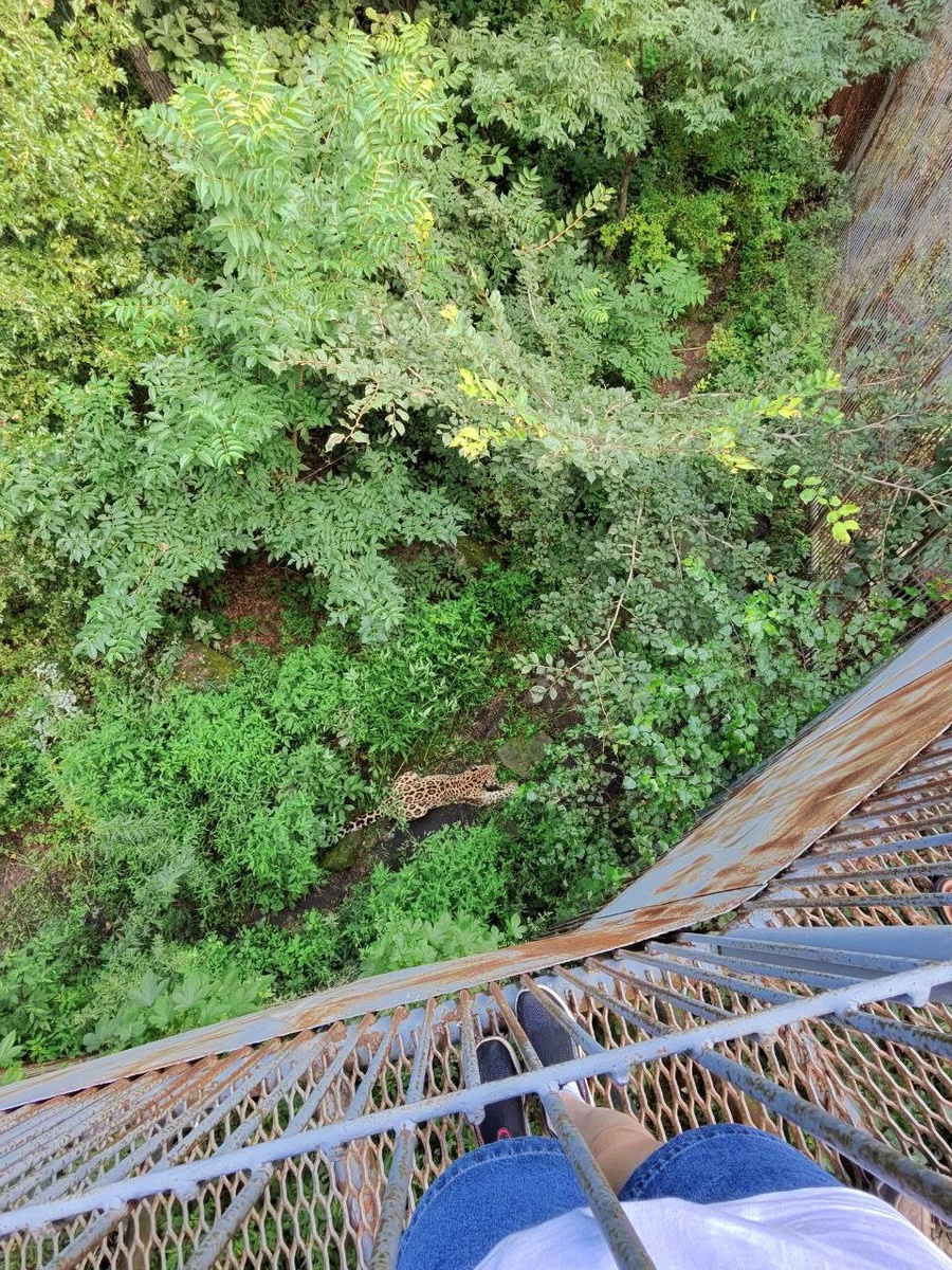 Вольер Дальневосточного леопарда