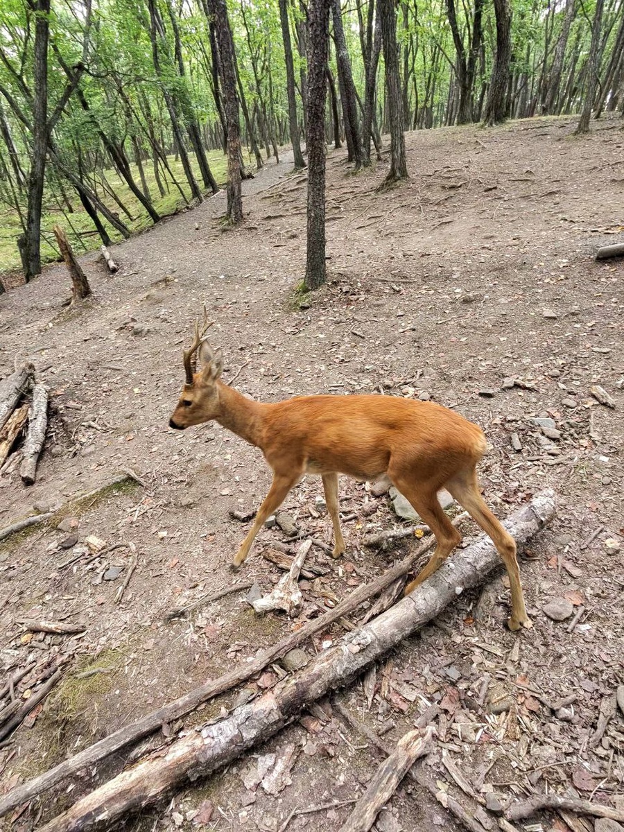 Парк копытных