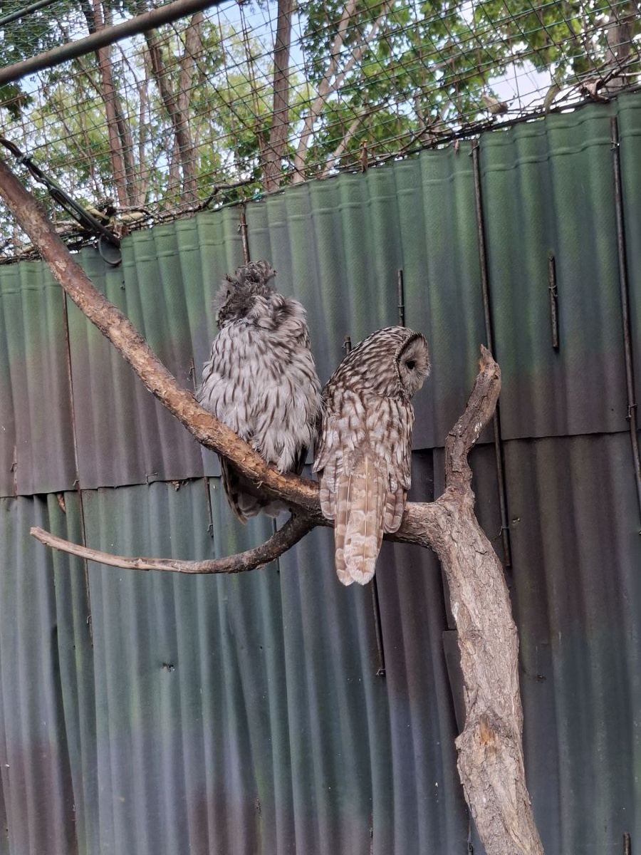 Парш хищных птиц