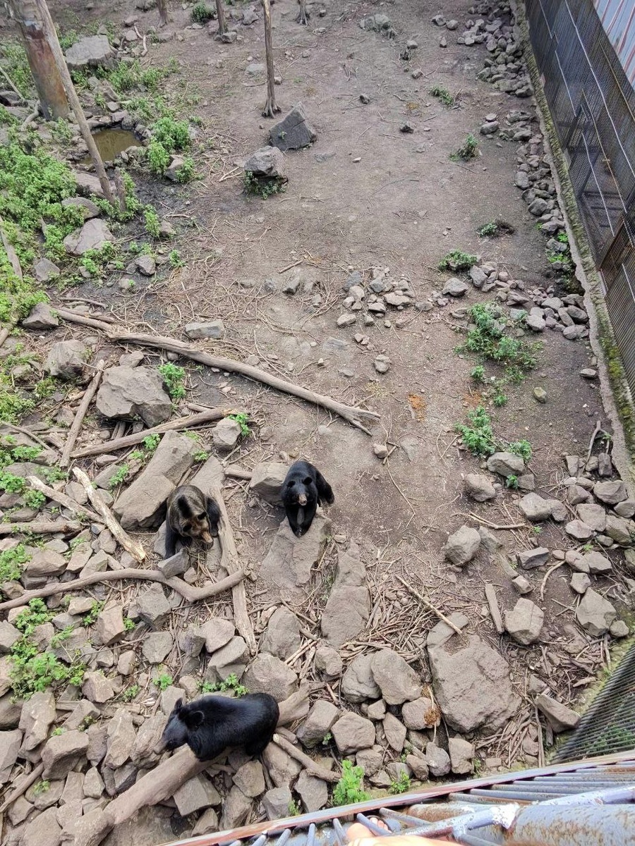 Парк медведей