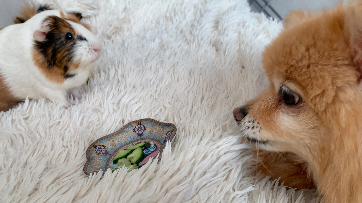 Батон и Буся