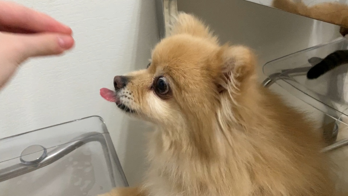 Даже пустые пальцы вызывают у Буси приступ жадности