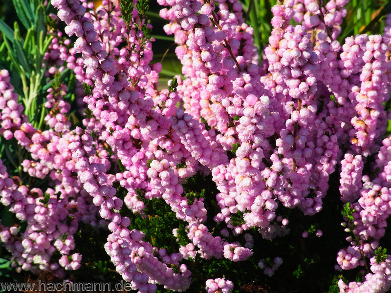 Фото питомника hahcmann.de. У Плантшипа в опте горшочек P9 кустик 10-15	см по 414 ₽
