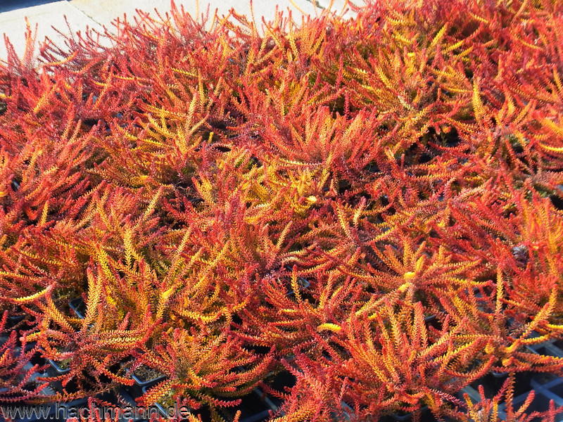 Фото питомника hahcmann.de. У Плантшипа в опте горшочек P9 кустик 10-15 см по 468 ₽