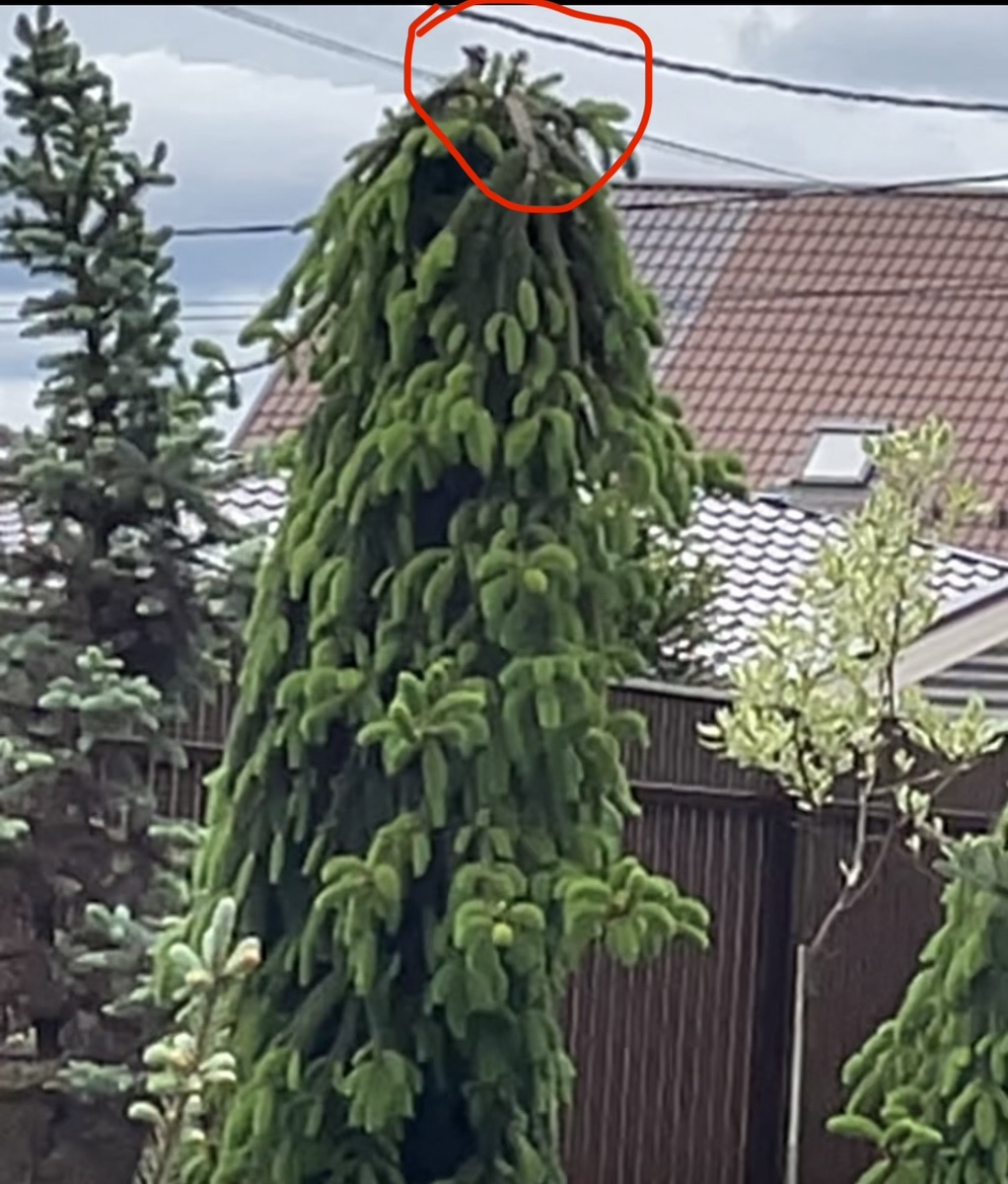 Пытается съесть Ложнощитовку