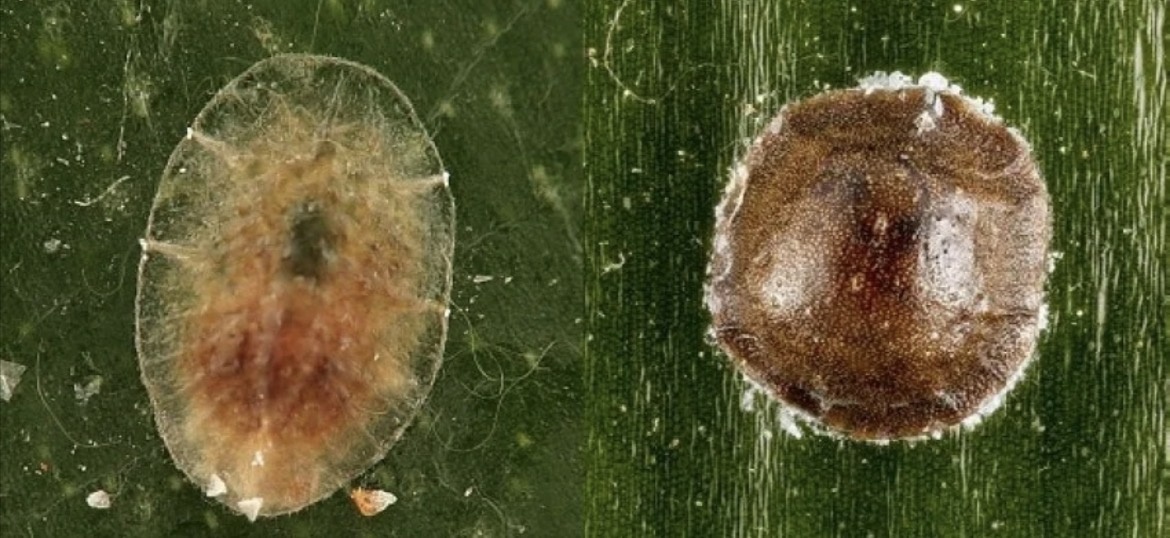 Ложнощитовки. Молодая и уже с твердым щитом