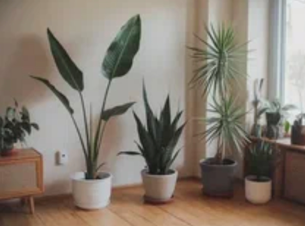 Комнатные растения-чистюли: твои зелёные помощники в борьбе за здоровье