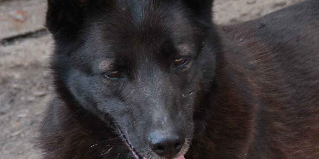 Старожил приюта Черника: тринадцать лет в приюте. Время испытаний