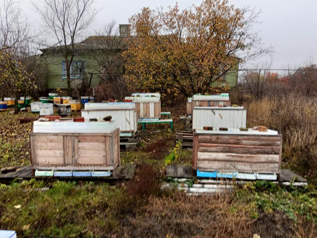 Нуклеусы к зиме готовы