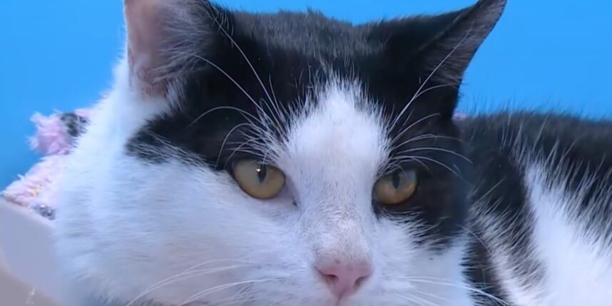    скриншот репортажа телеканала "Санкт-Петербург"