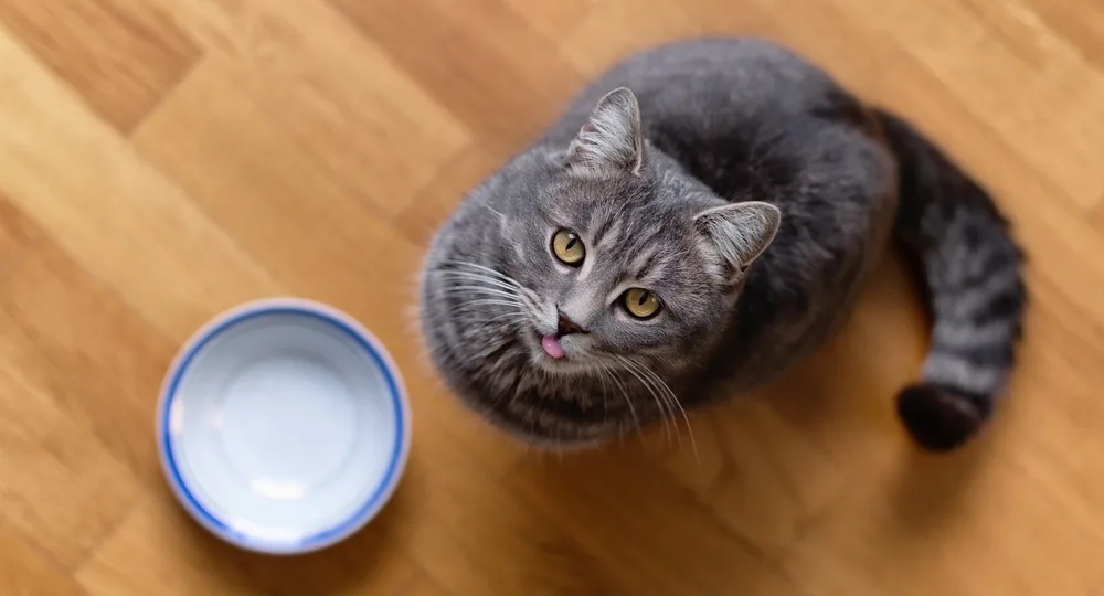 🐱Почему кошка постоянно просит есть, даже если она сыта: норма или патология?