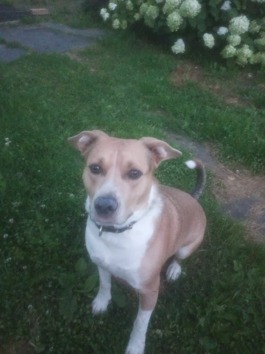 Сейчас у Бакса есть хозяйка, которая души в нем не чает.