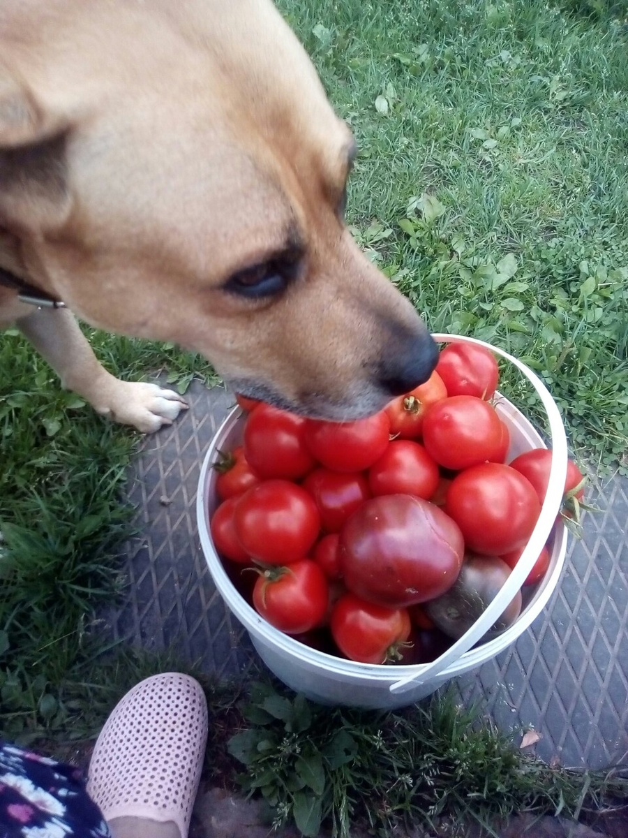 Хозяин Бакса (пес из Вологды) погиб в ходе СВО. 