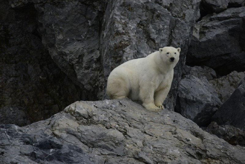 Фото: заповедник «Остров Врангеля»