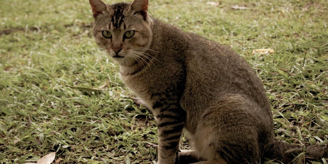 Из шкафа в вольер: драматичная история чаузи Тома, который не смог быть просто питомцем