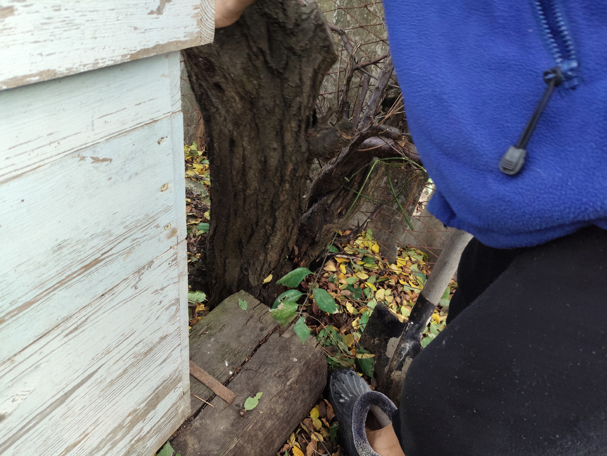 Тот самый пень