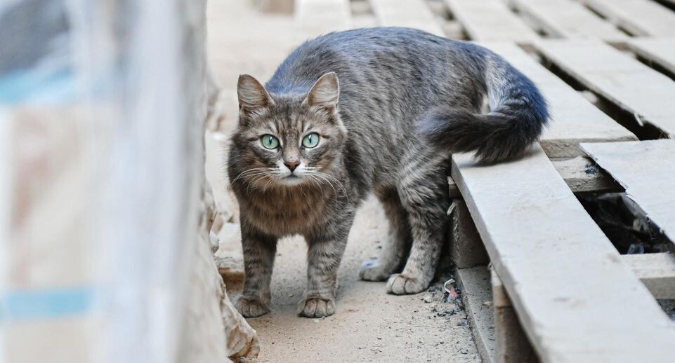    Пресс-служба министерства сельского хозяйства и продовольствия Московской области